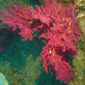 Soft coral on U-352 submarine