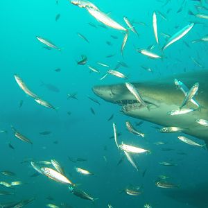 Sand Tiger shark above thermocline in school of fish on Caribsea