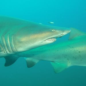 2 Sand Tiger sharks swimming near the Caribsea