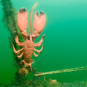 Texas mud lobstah