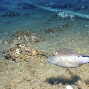 Sharpnose puffer