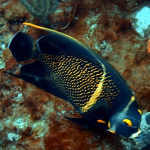 Screenshot_20210912-182354_Dive+