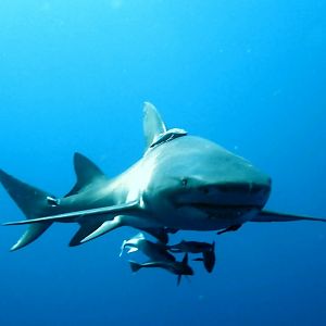 Screenshot_20210911-162247_Dive+