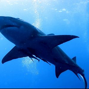 Screenshot_20210911-162240_Dive+
