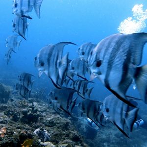 Screenshot_20210912-182304_Dive+