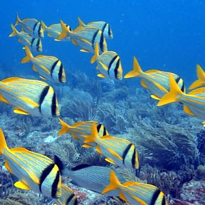 Screenshot_20210912-182255_Dive+