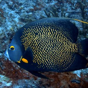 Screenshot_20210912-182327_Dive+