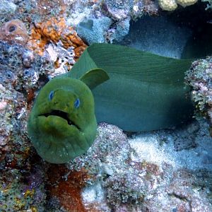Screenshot_20210912-182220_Dive+