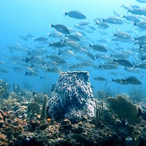 Screenshot_20210912-182211_Dive+