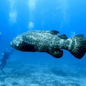 Screenshot_20210911-162330_Dive+