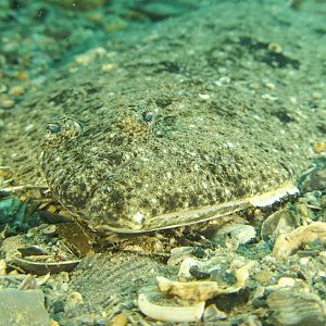 How did you find me?