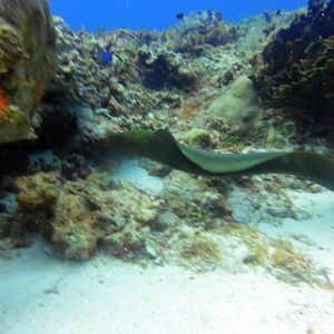 Surprise! An eel 3 ft from my face