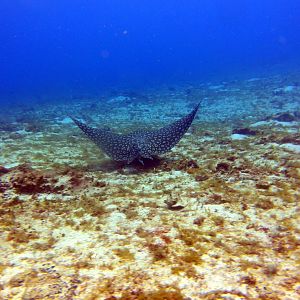 I coulda touched this guy