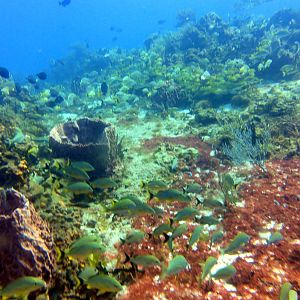 More schooling fishies