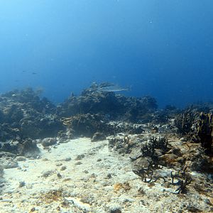 And also a barracuda