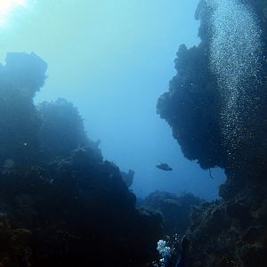 Turtle came by for a visit