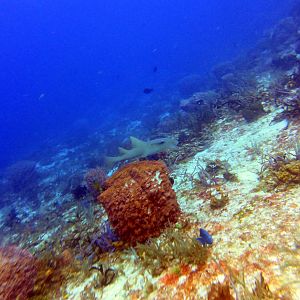 Nurse shark