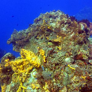 All the pretty coral