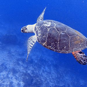 Look, there were lots of turtles, ok?