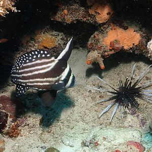 What's HE doing here?