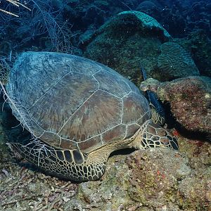 After a long night on the reef