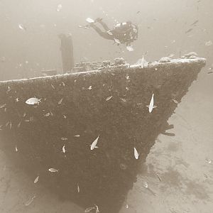 Superior Producer bow