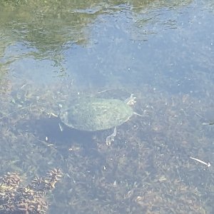 Turtle visit 3