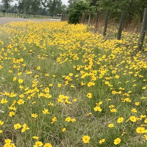 Huntsville in bloom