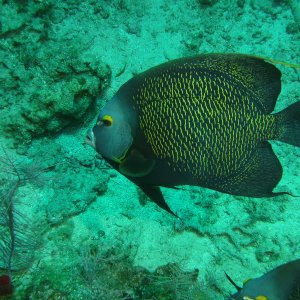 French AngelFish Roatan March 2022