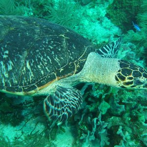 Turtle Roatan March 2022