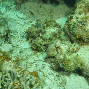 Octopus Roatan March 2022