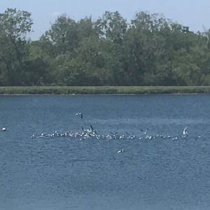 The gulls were excited about something