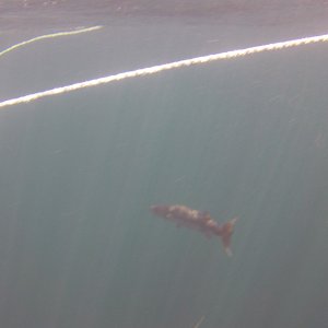 30 - Barracuda on exit.JPG