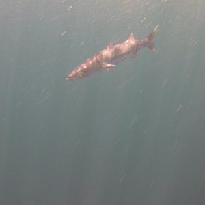 29 - Barracuda on Safety Stop.JPG