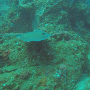 27 - Ray fly bye on Stetson.JPG