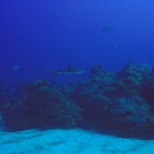 11 - Shark.JPG