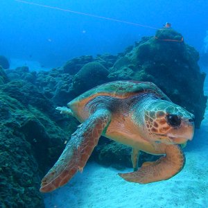 Sea Turtle