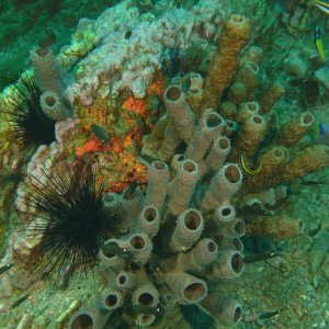 Sea Urchins, sponges and small fish