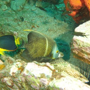 Rock Beauty and French Angel fish.