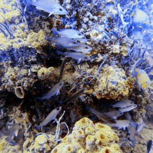 Plenty of fish on the Spiegel Grove