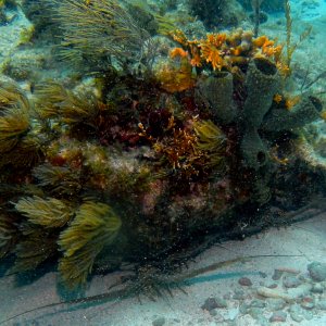 Lobsters on Horseshoe Reef