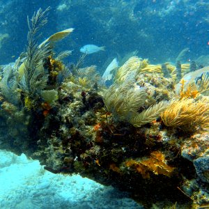 Horseshoe Reef