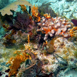 Horseshoe Reef