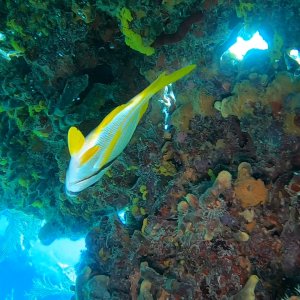 Fish Bellies Are Really White