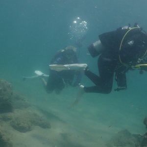 A sighting of the reefmonkeys