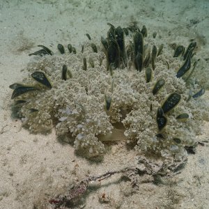 Weird pulsating thingy