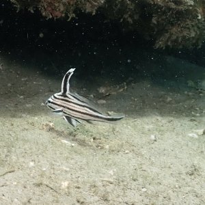 Juvenile Highhat