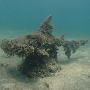 Hammerhead