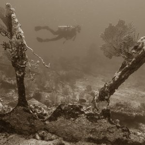 Sepia