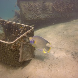 Parrot Fish at Blue Heron Bridge.JPG